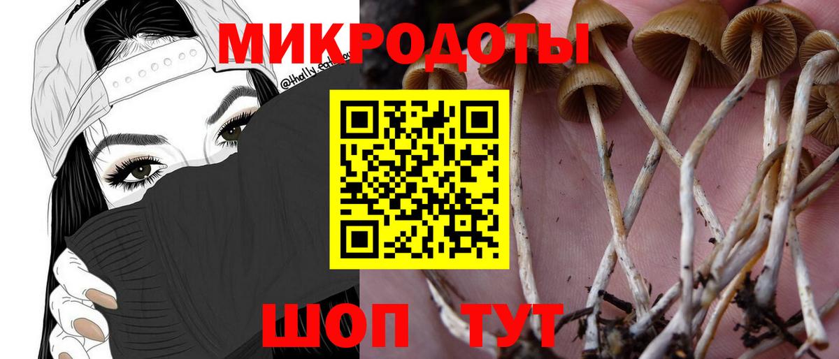 Галлюциногенные грибы Psilocybe Унеча